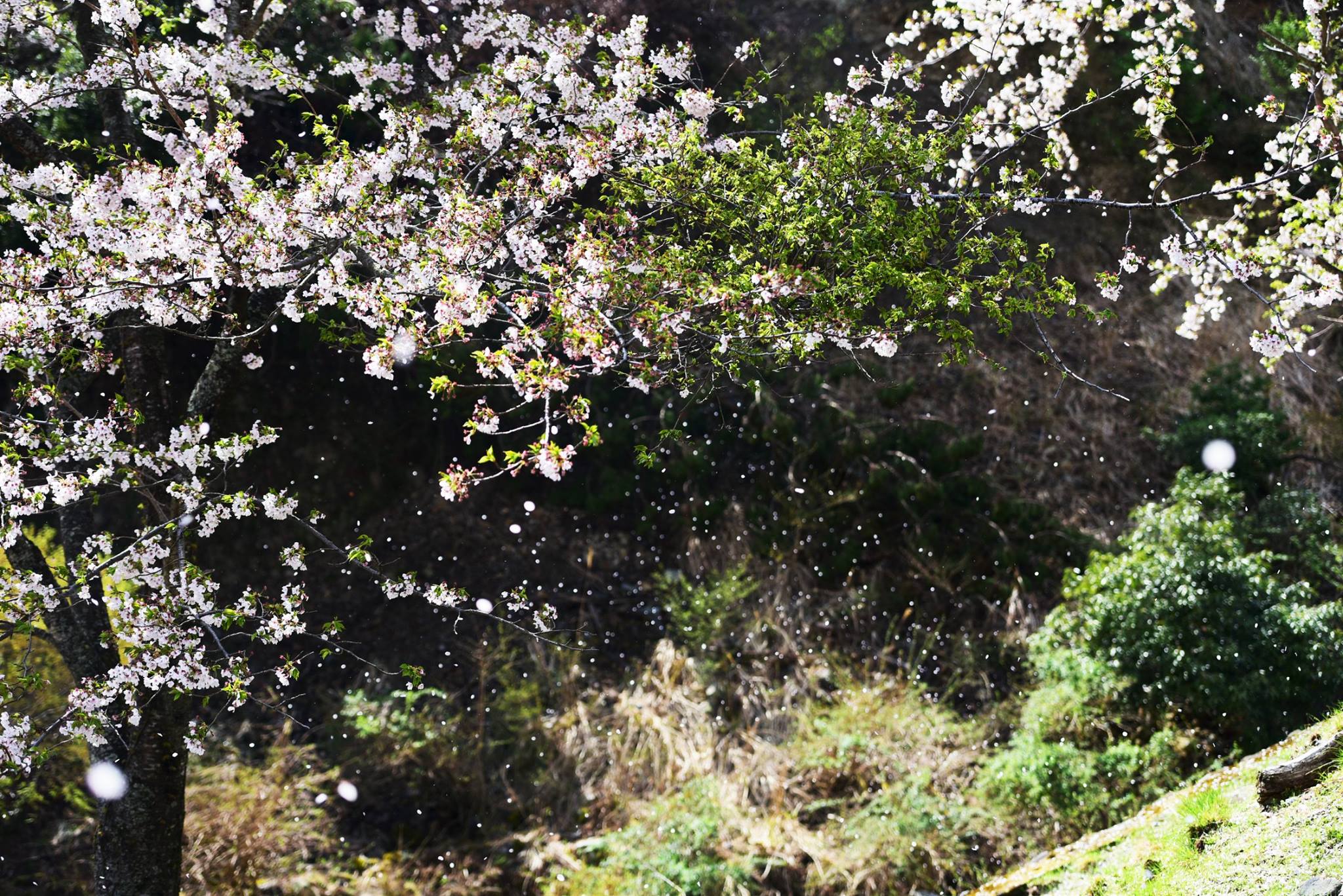 32693273_1973138526348469_2848644274617057280_o