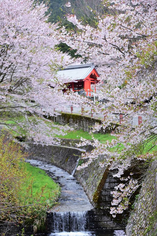 32837212_1974101696252152_5940858519707189248_n