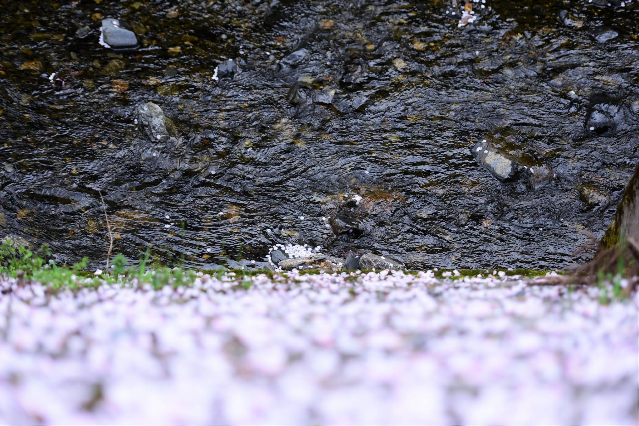 32840706_1974101736252148_2411212953714950144_o