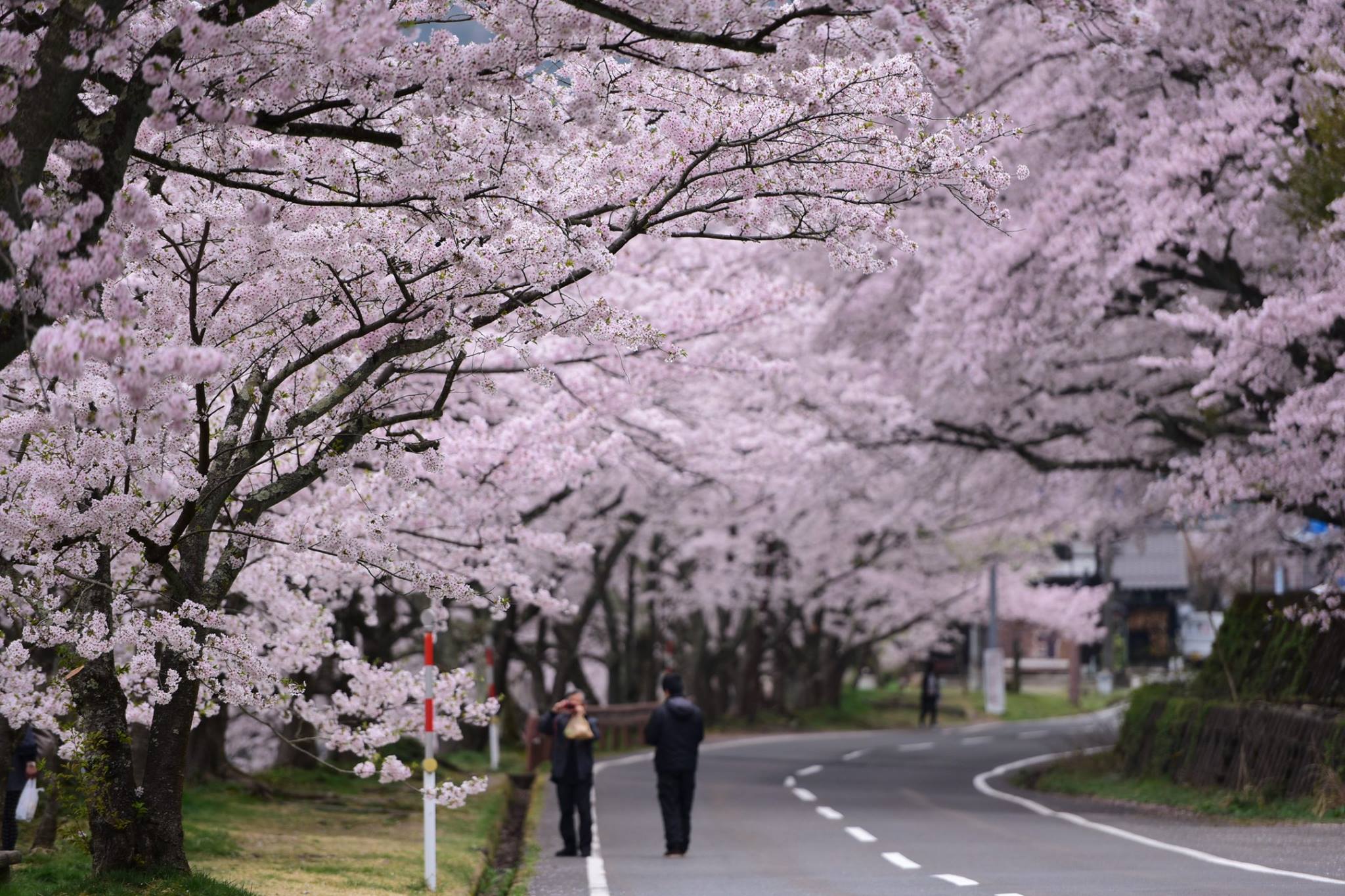 32916033_1975606829434972_3373705619985924096_o