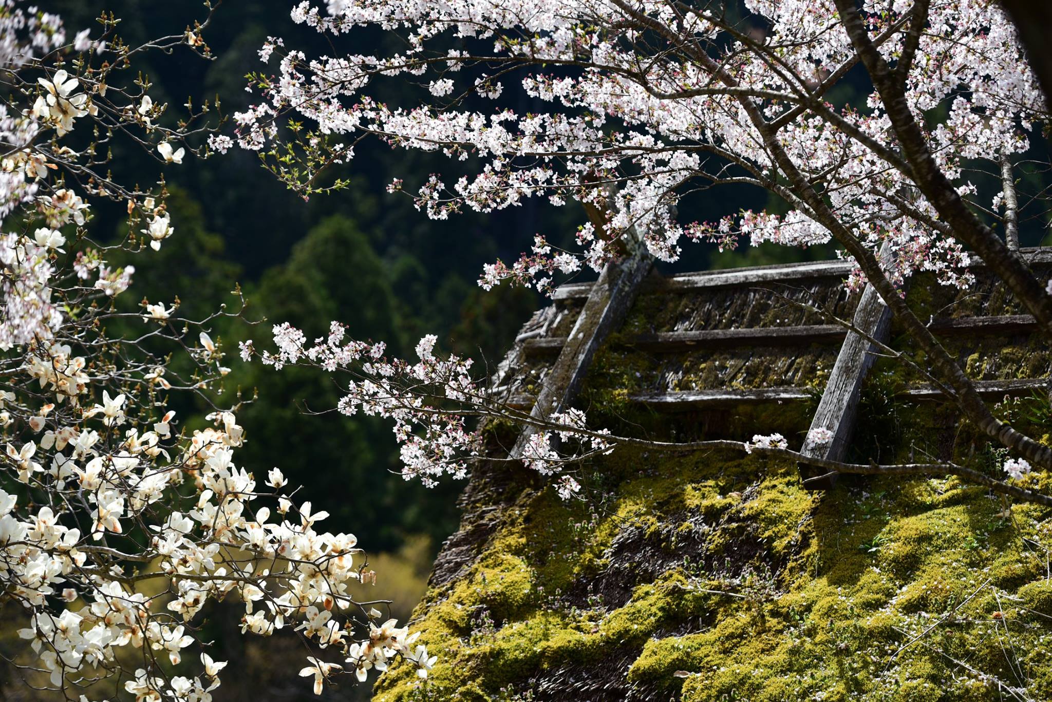 34894273_1987734338222221_4845727453630431232_o