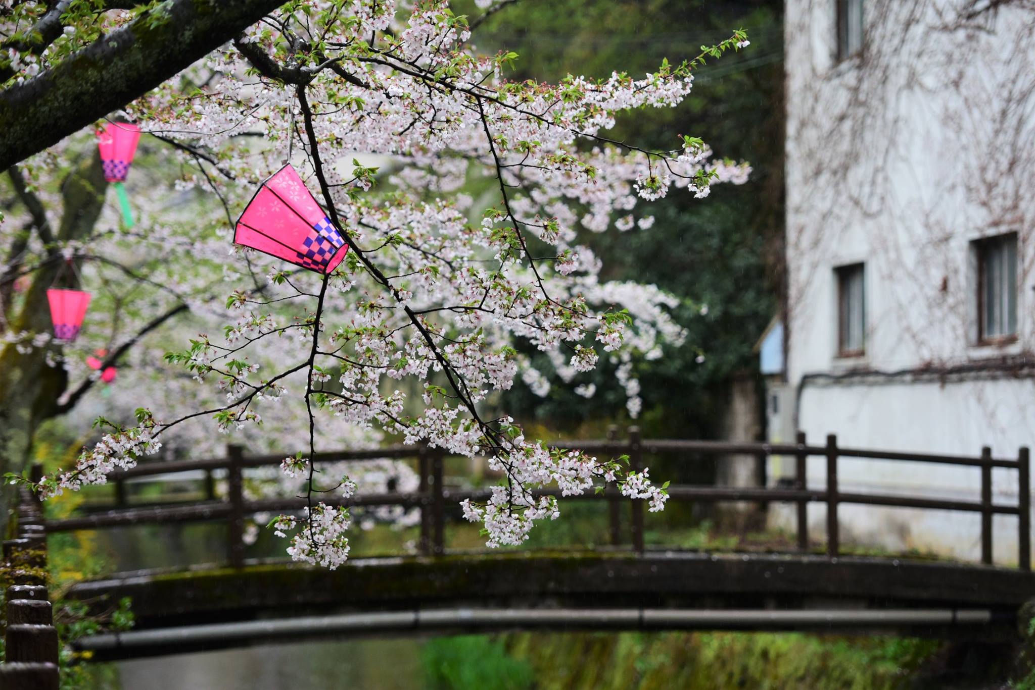 35671597_1995852650743723_1227864835631349760_o