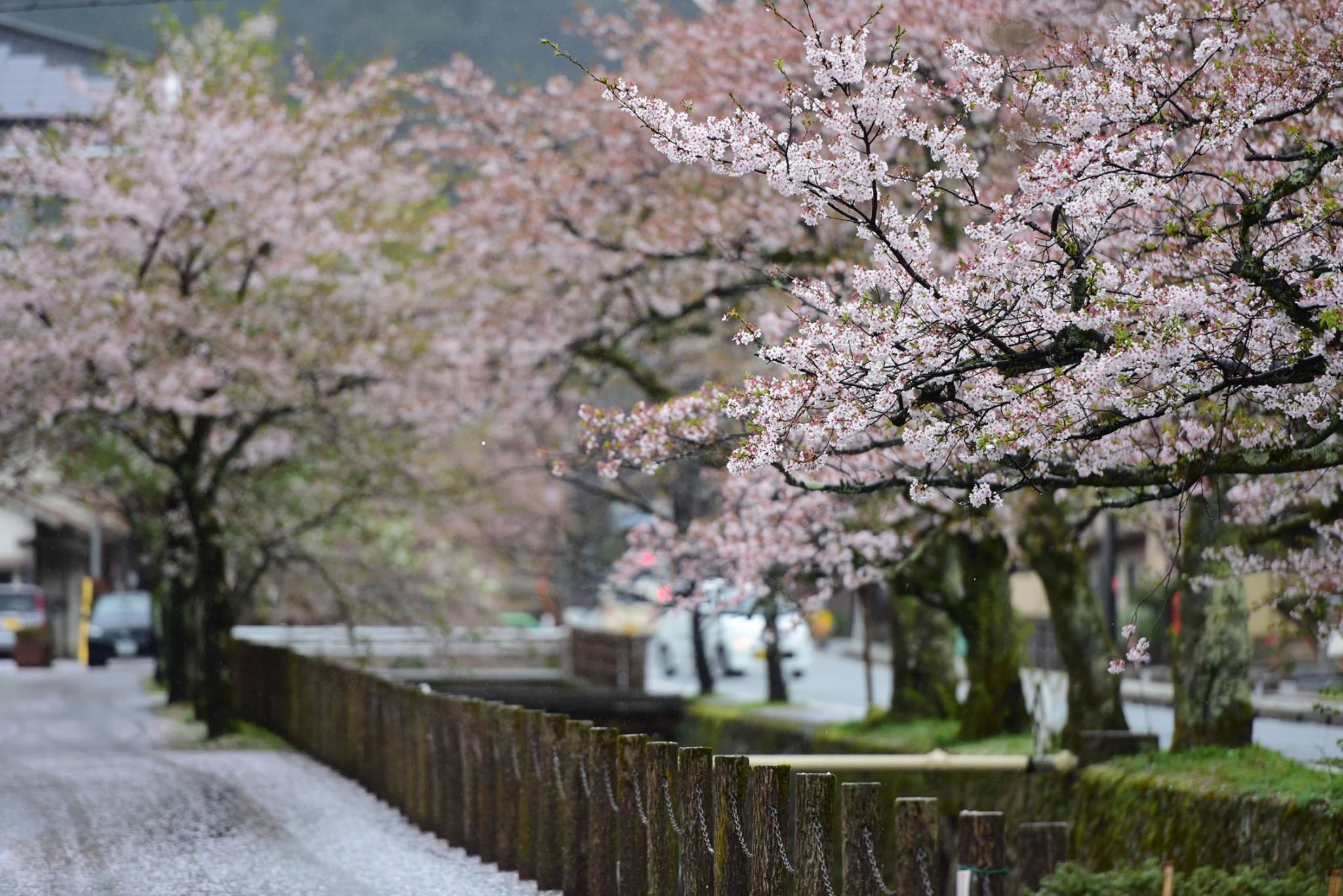 35744160_1995851910743797_6086990989497466880_o