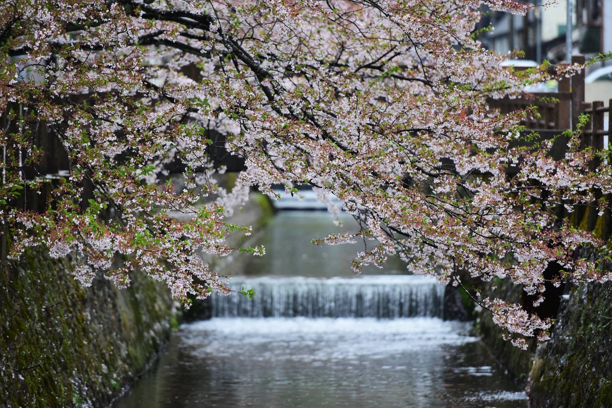 35776182_1995852160743772_6404565784806293504_o