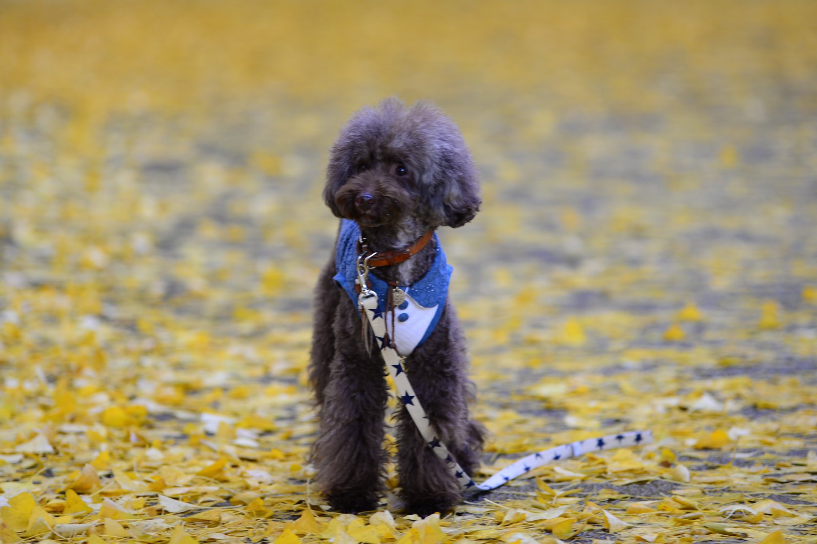 35986837_2002162216779433_978917978420543488_o