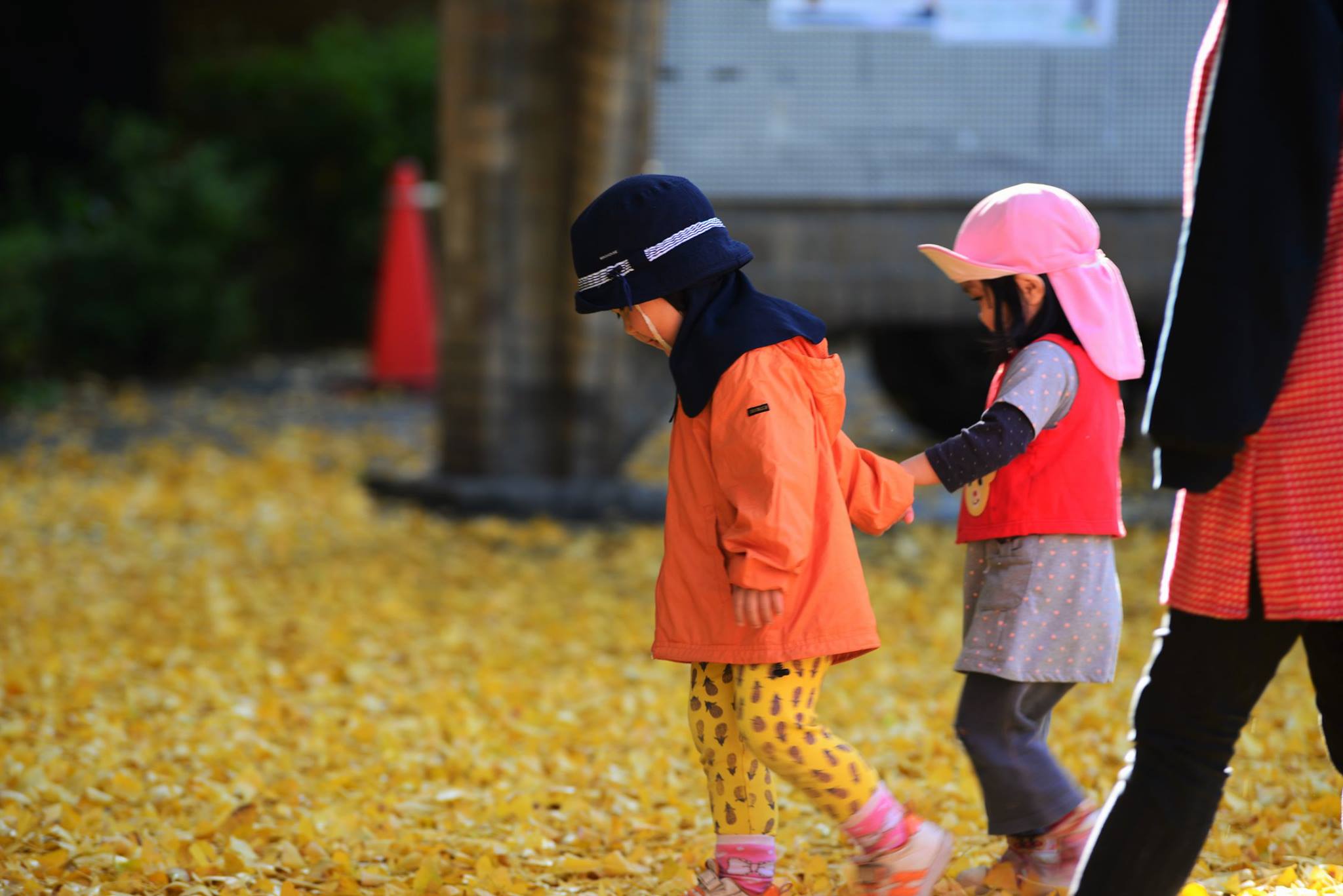 36291389_2002162123446109_3335587570485559296_o