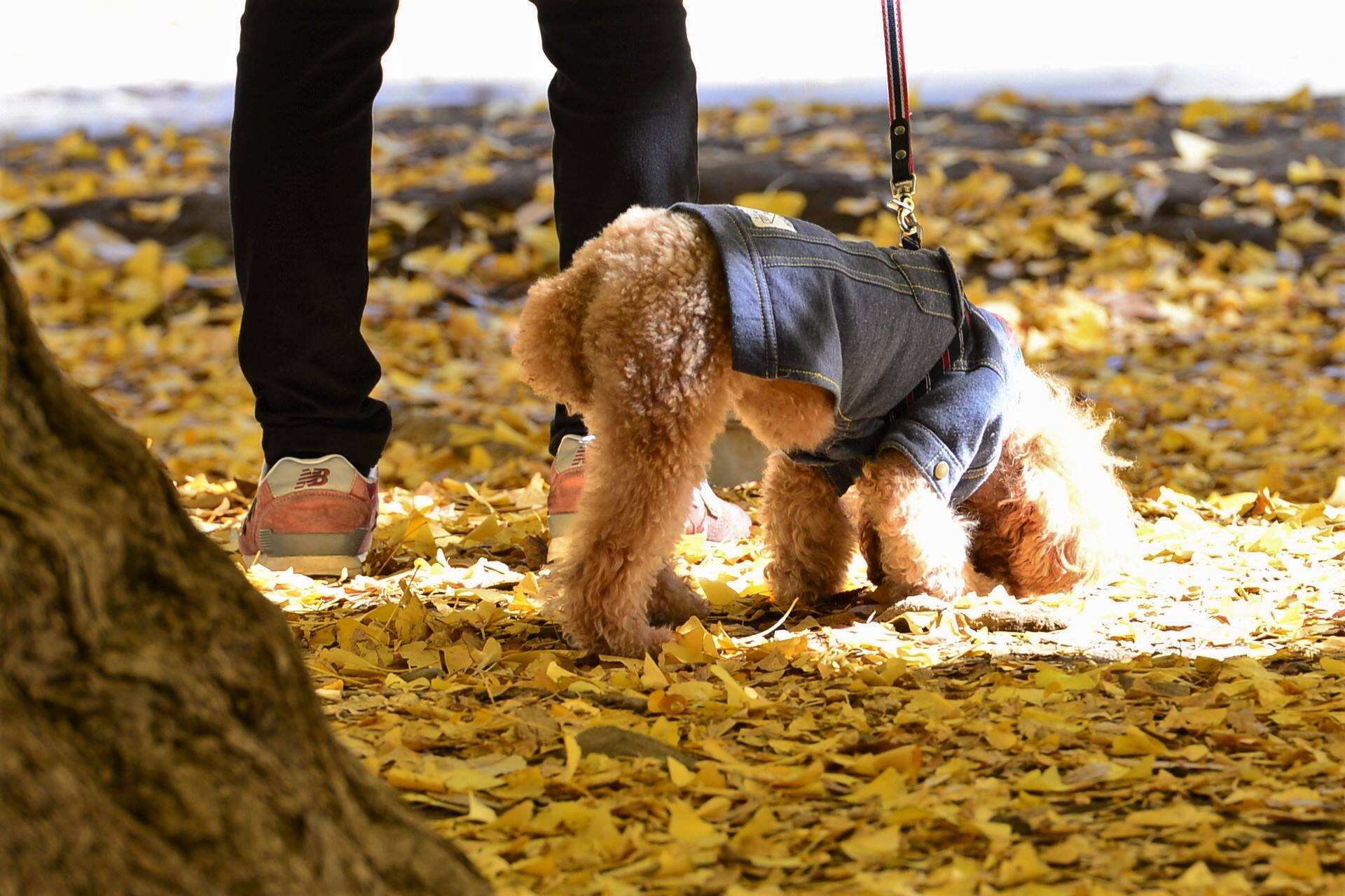 36293263_2002162910112697_6571337453649526784_o