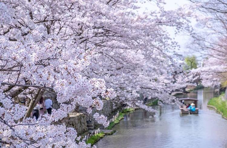 31646731_1965340783794910_24506258757255168_n