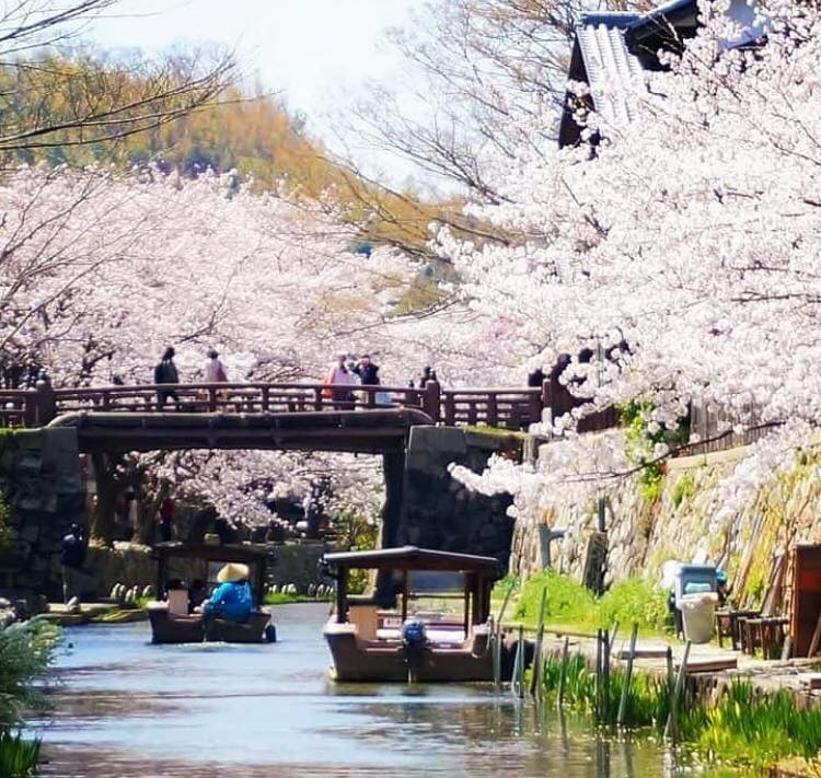 31655390_1965352180460437_3957038130984386560_n