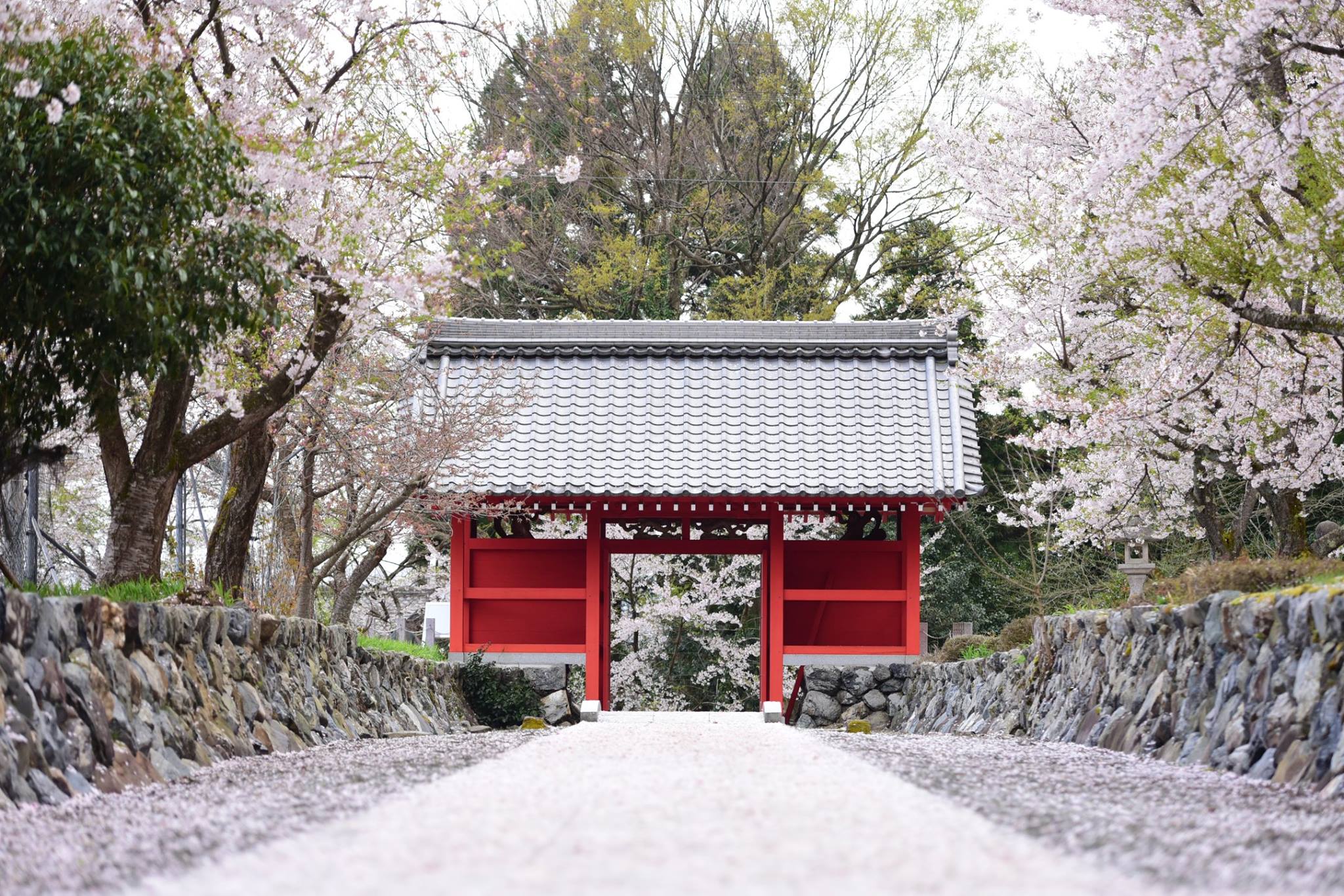 32684828_1974101396252182_6781818682541604864_o