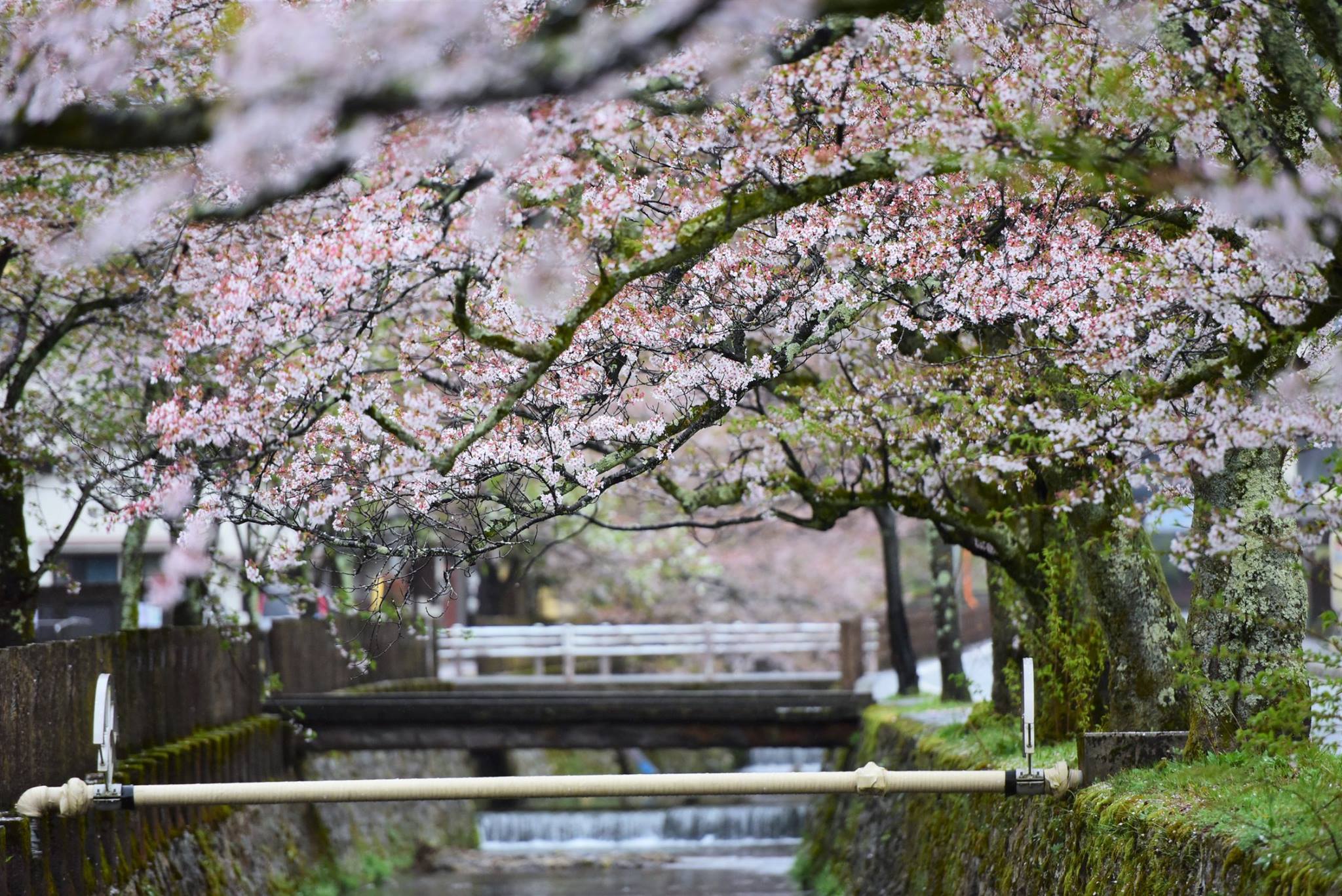 35654408_1995852034077118_6869762381354893312_o