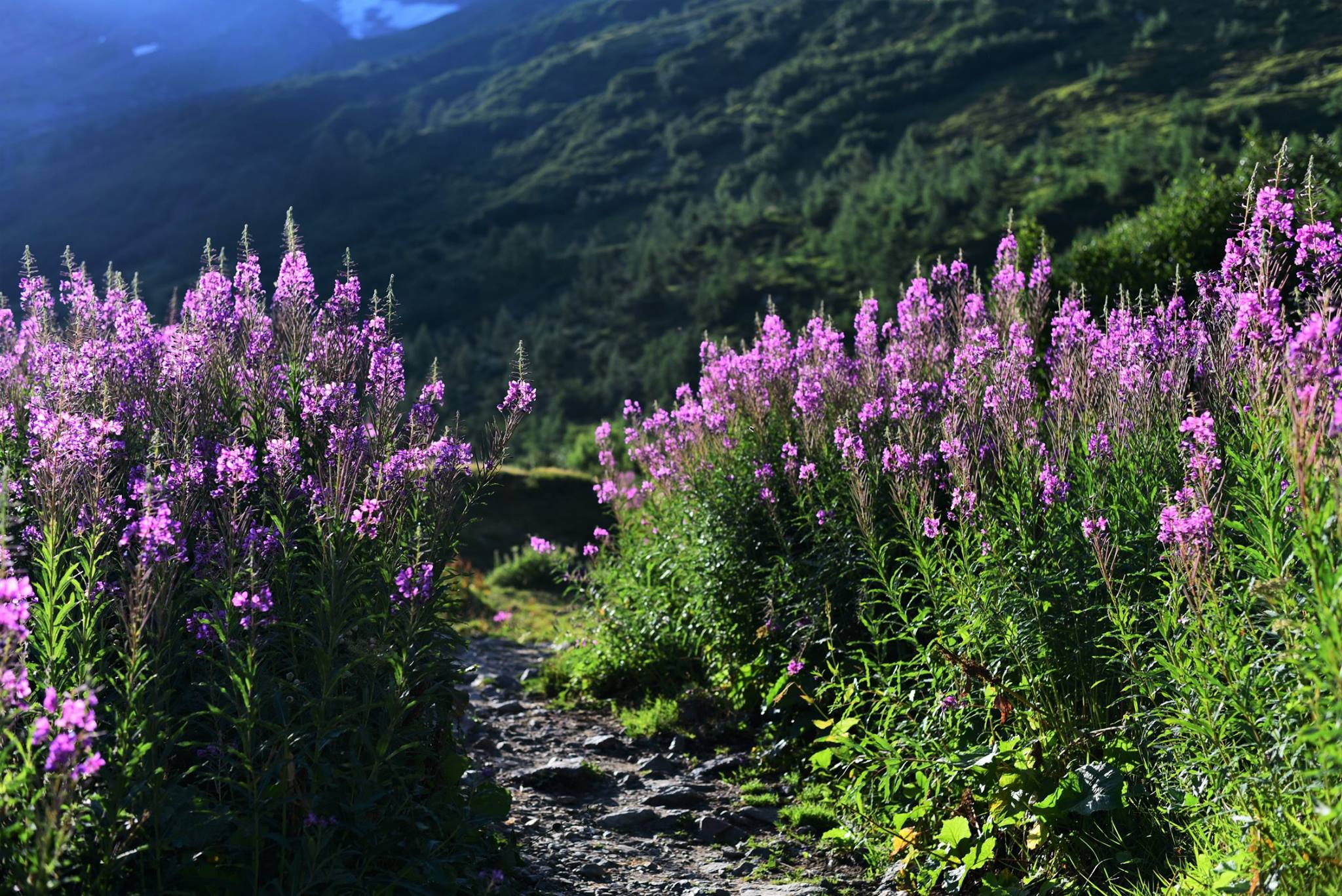 39613666_2065404113788576_264936668266496000_o