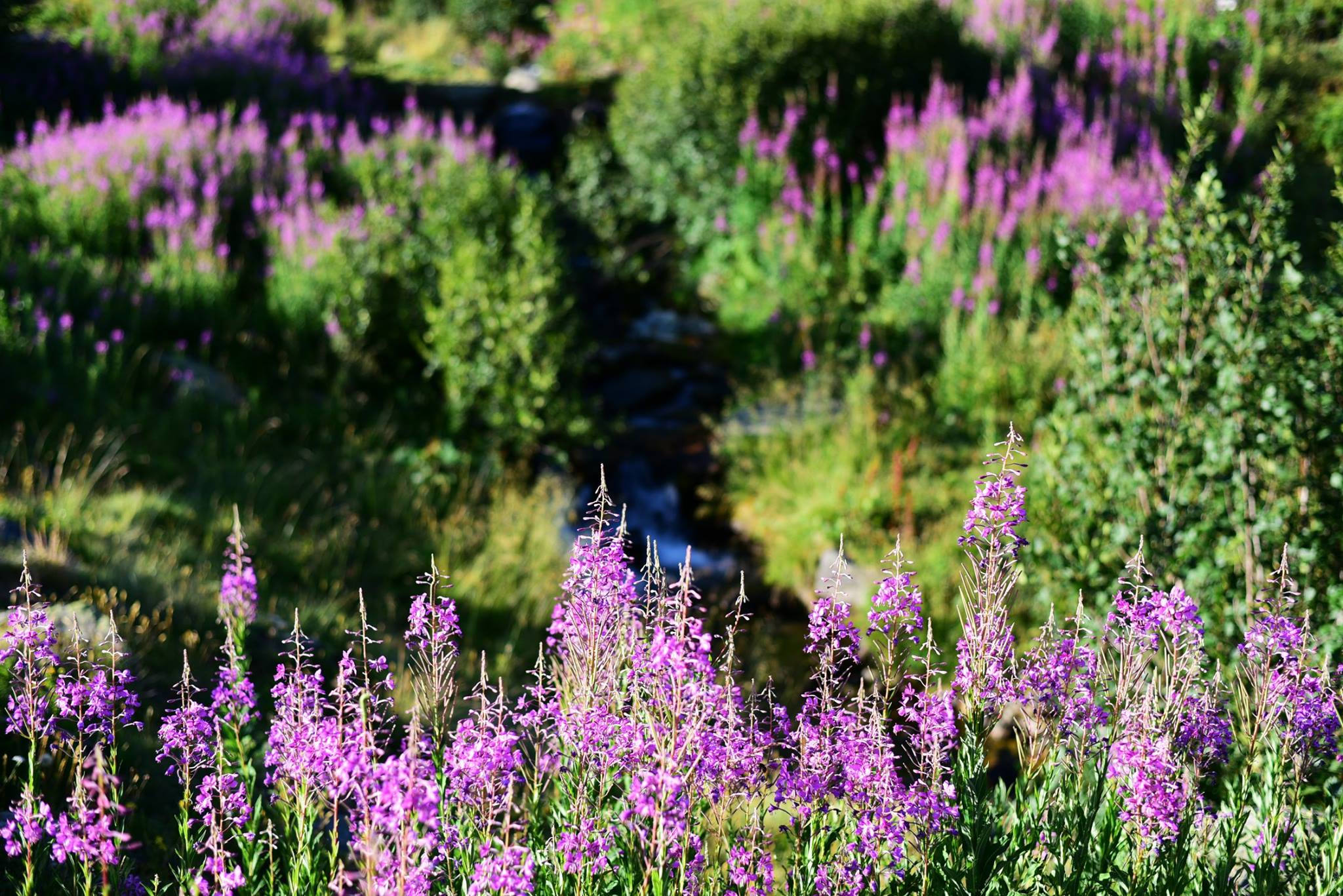 39846801_2065404353788552_8501568899764977664_o