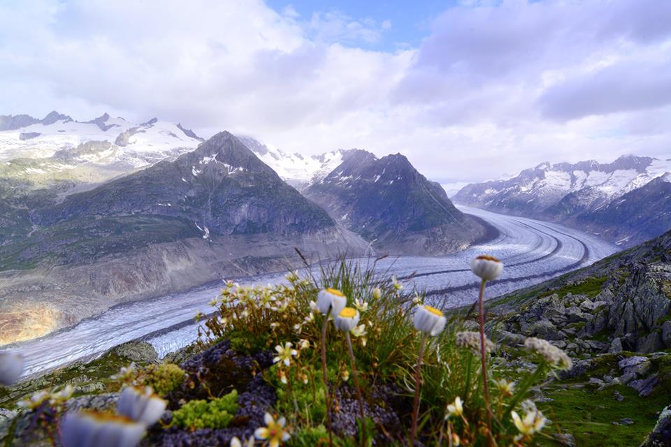 13690871_980193718745325_8345317106746613784_n