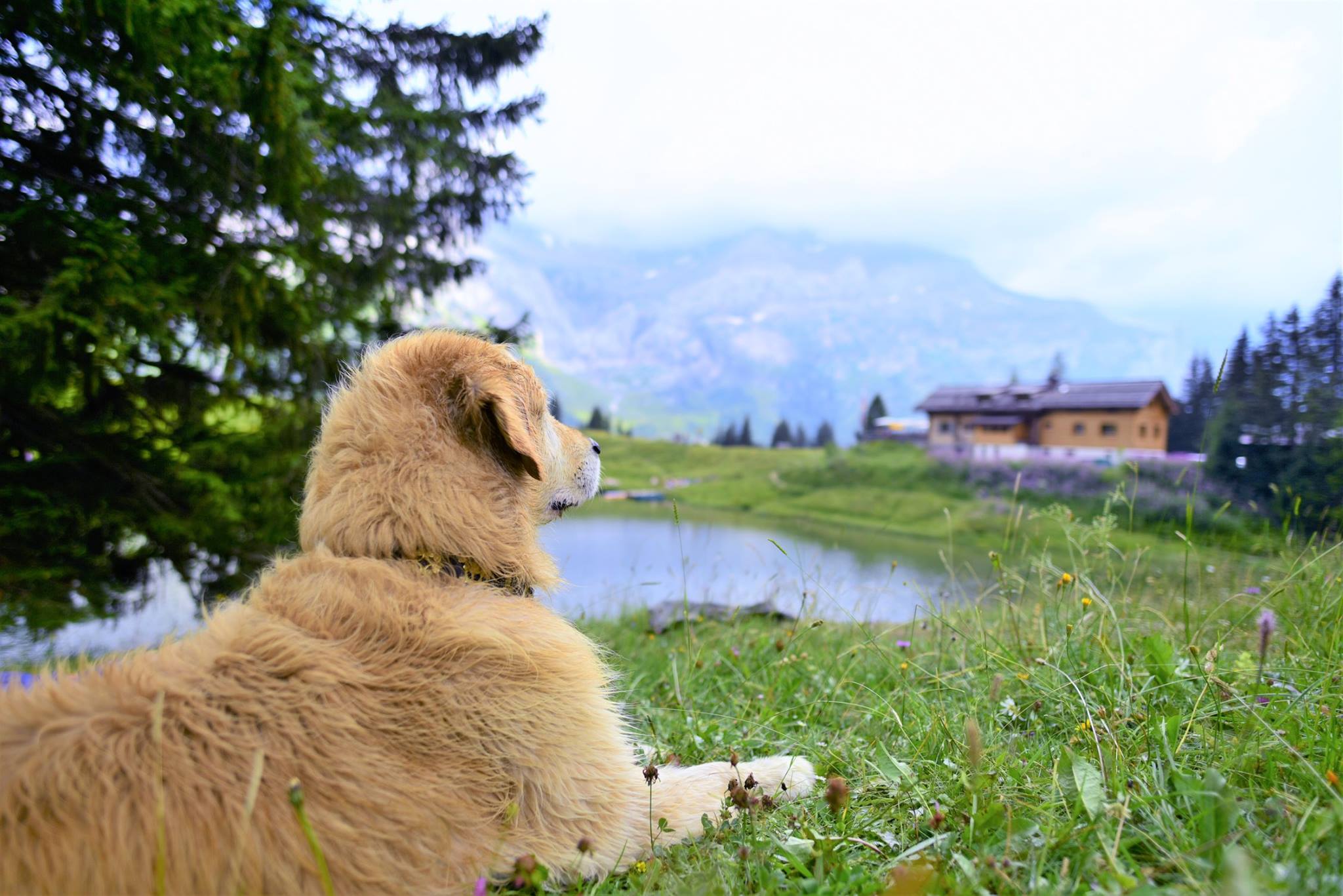 41644196_2081082682220719_8989944129140031488_o