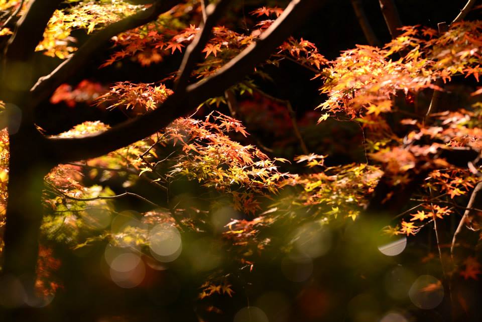 1431960391-1125910213-o