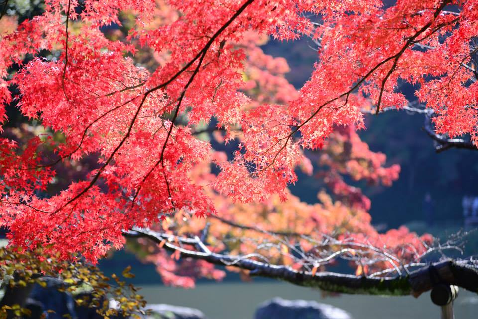 1431960430-1105532113-o