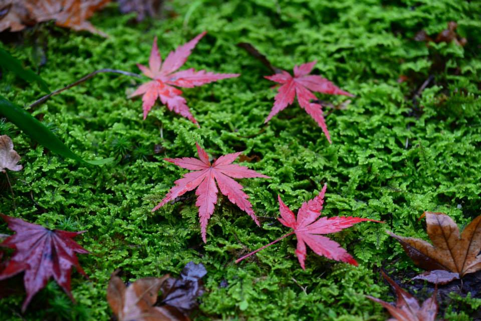 1431960443-1101755013-o