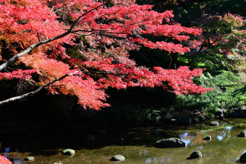 1431963608-1126522413-o