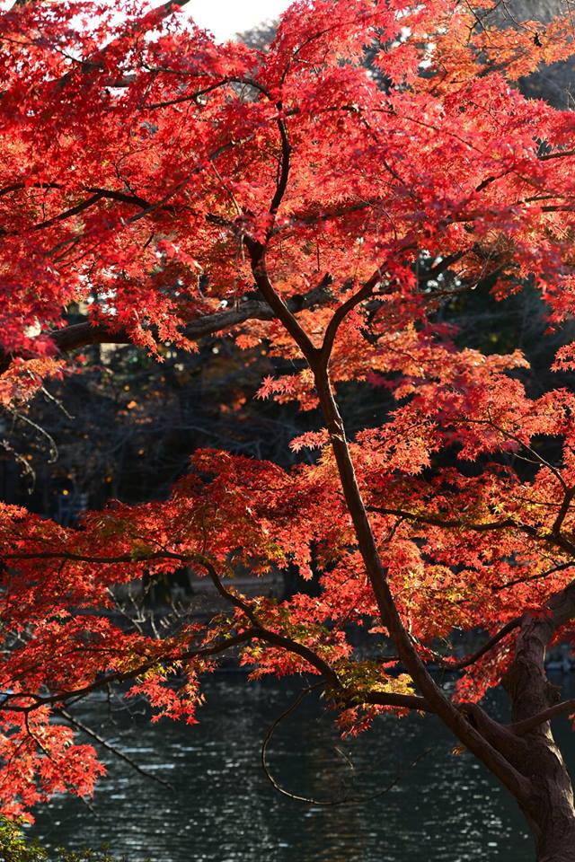 45841825_2117860985209555_4870322051275030528_n