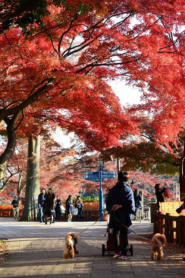 45862187_2117861245209529_4663718834253856768_n