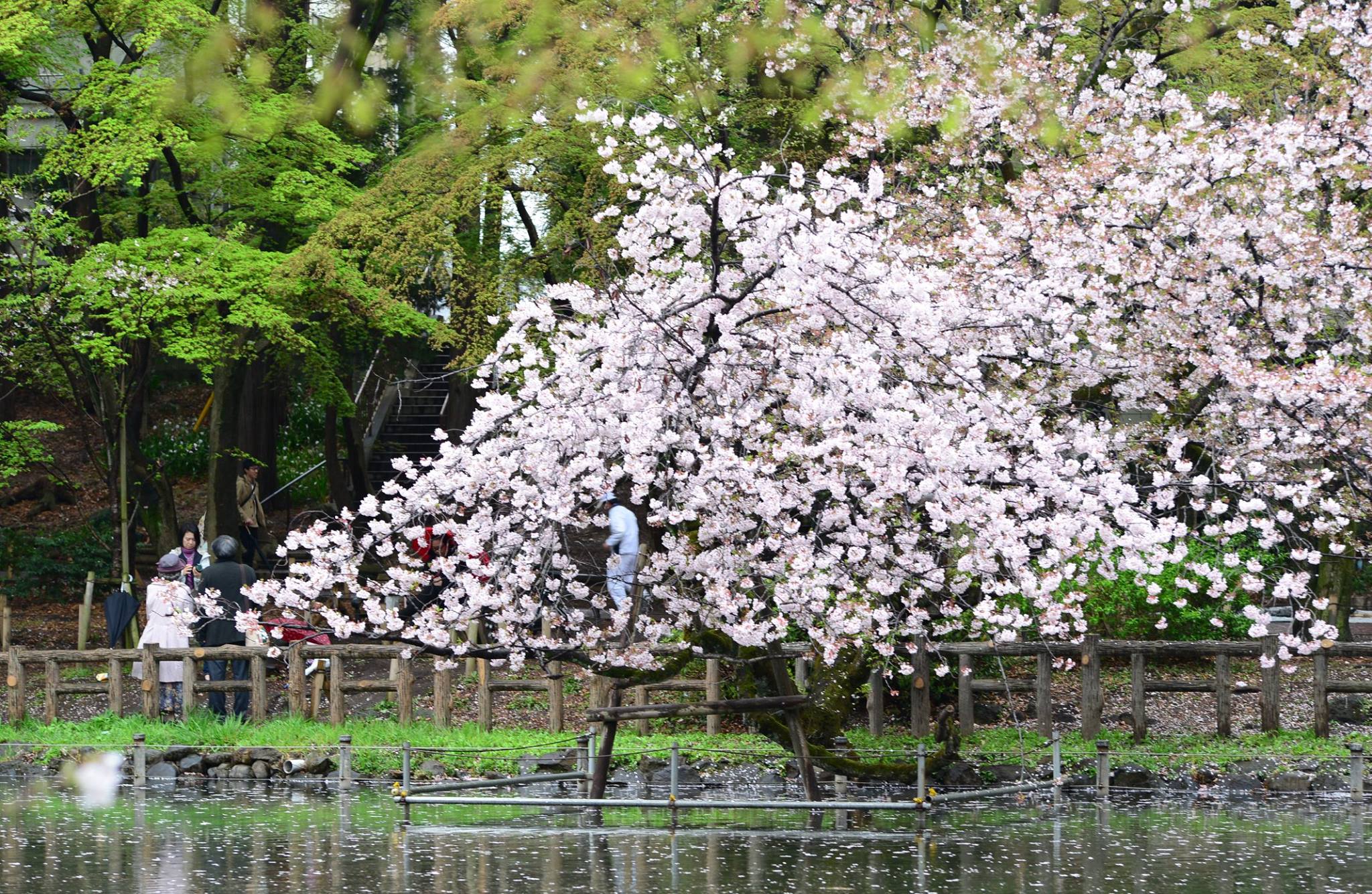 45874242_2117860778542909_5258309390838005760_o