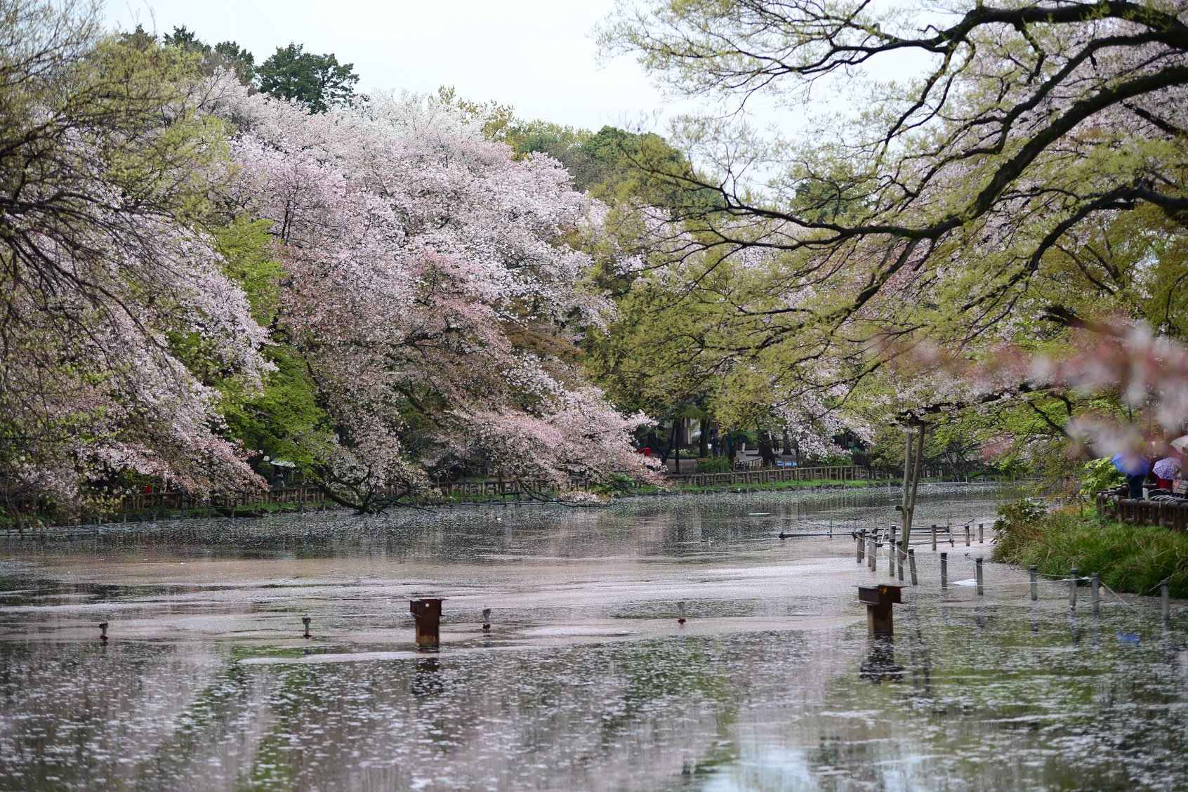 45908002_2117860745209579_8409858424438784000_o