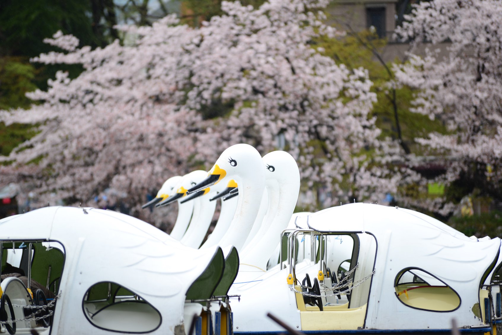 45917289_2117860475209606_8217823504557408256_o