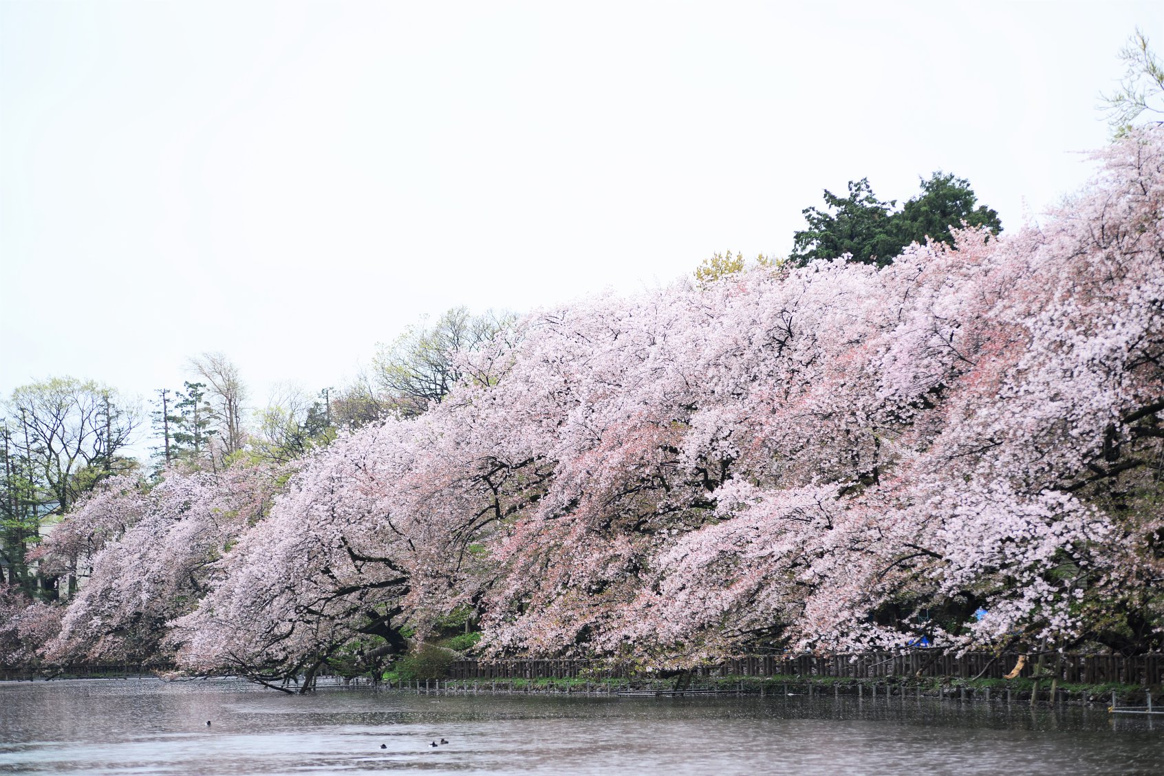 45965172_2117860411876279_8336588850759467008_o